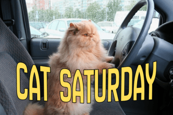 cat saturday (17)