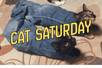 cat saturday (18)