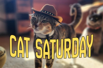 cat saturday (23)