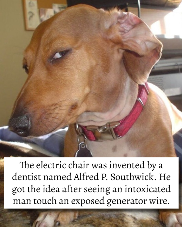 17 Useless Facts That're Random Yet Interesting theCHIVE