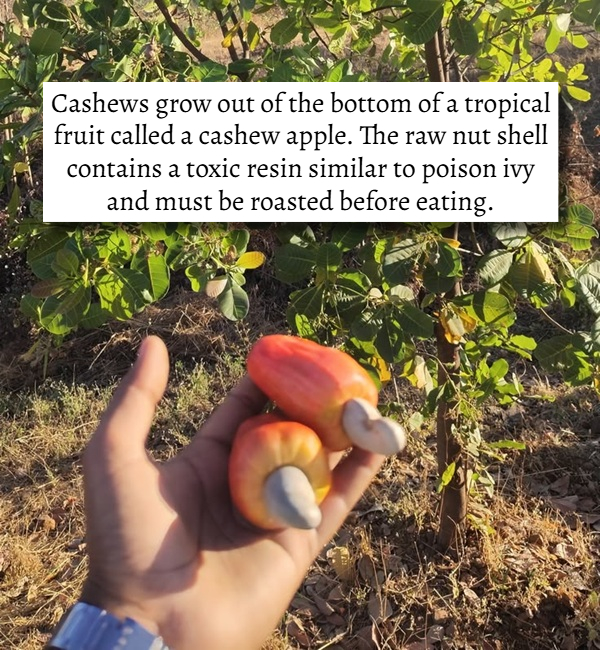 17 Useless Facts That're Random Yet Interesting theCHIVE