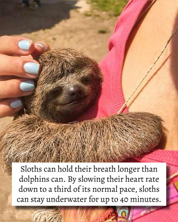 17 Useless Facts That're Random Yet Interesting theCHIVE
