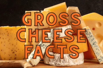 cheese facts gross