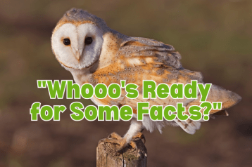 owls facts