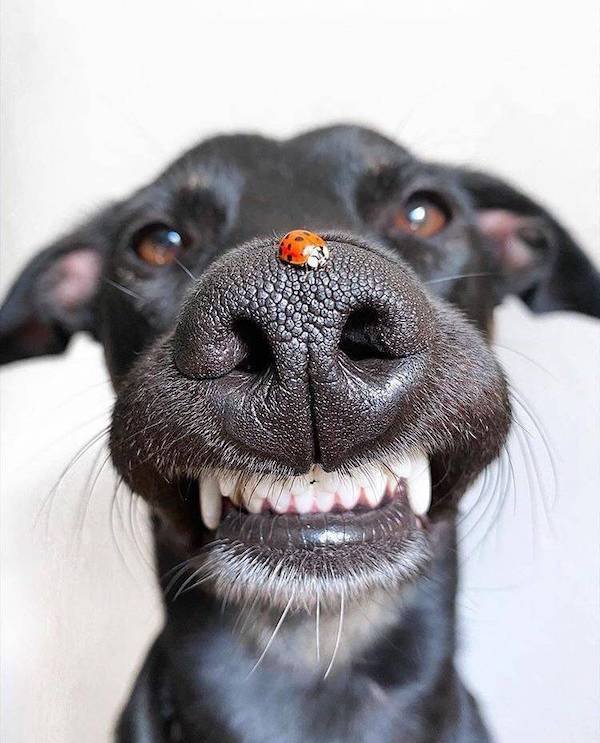 viral animal photos featuring hilarious dogs and cats shared during weekend afternoon randomness
