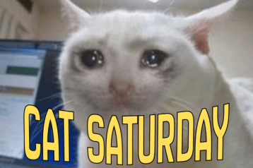 cat saturday (27)