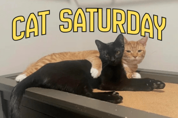 cat saturday (28)