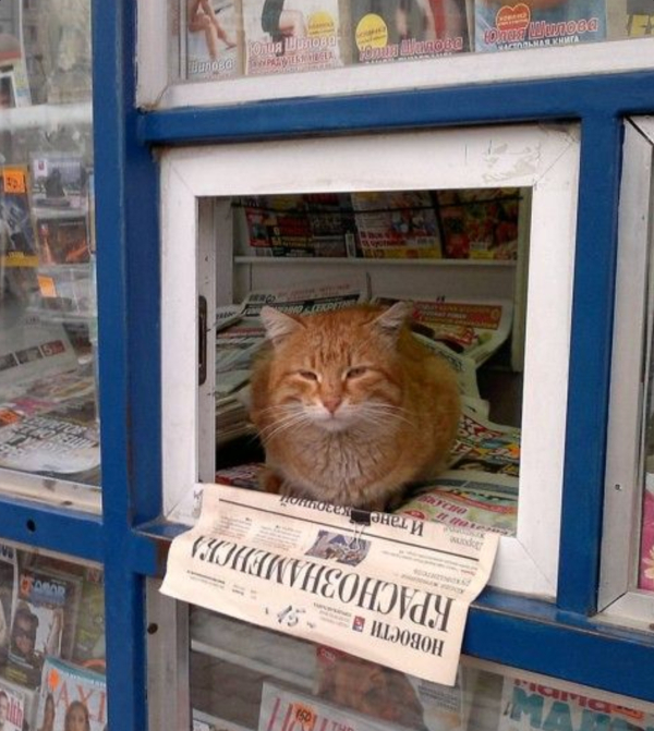 Cats Sure Be Living Like Humans... theCHIVE