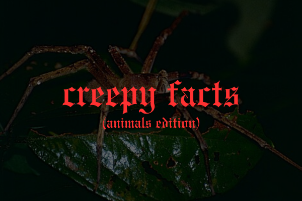 Creepy (Animal) Facts That Will Chill You To The Bone