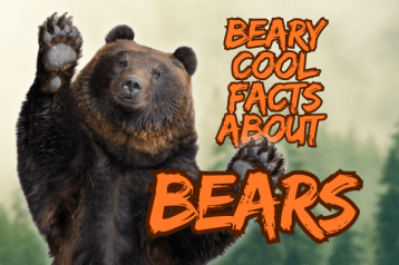 bear facts