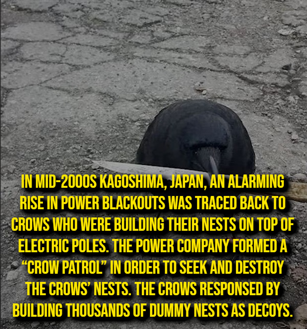 Random Facts Keep Things Interesting!