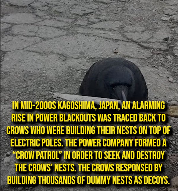 Smting Random Random Facts Keep Things Interesting!