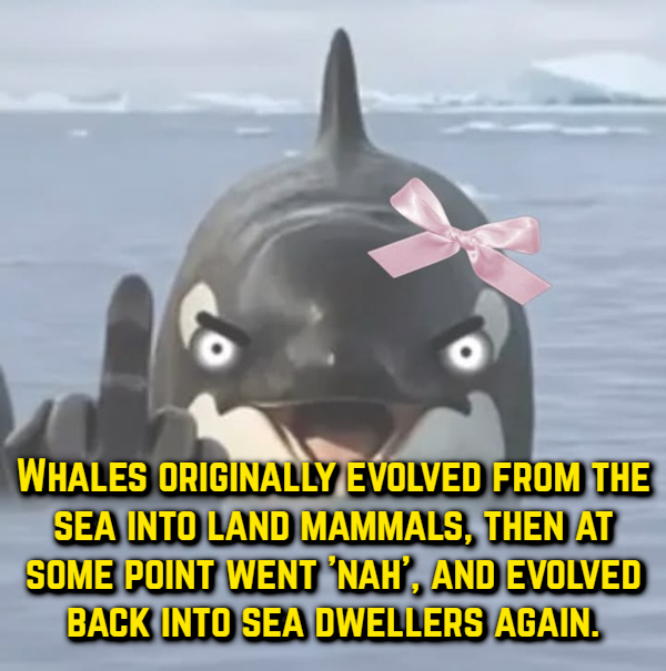 Random, Useless Facts!
