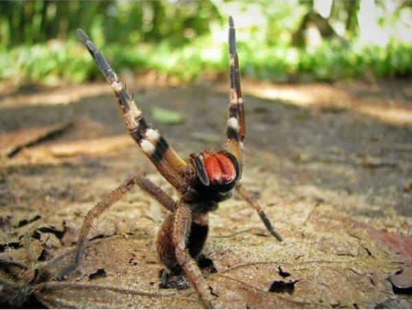 Tiny Monsters That Punch Way Above Their Weight