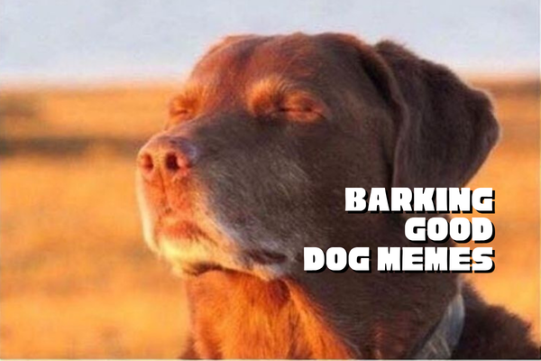 Dog Memes So Good They Deserve Treats!
