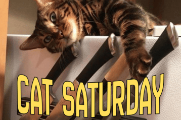 cat saturday (29)