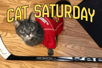 cat saturday (29)
