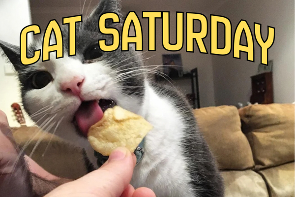 Every Saturday is Cat Saturday