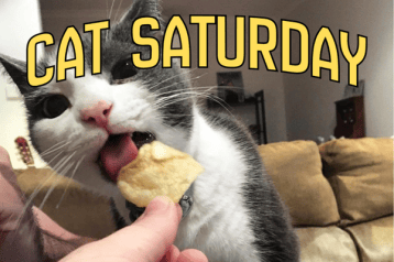 cat saturday (30)