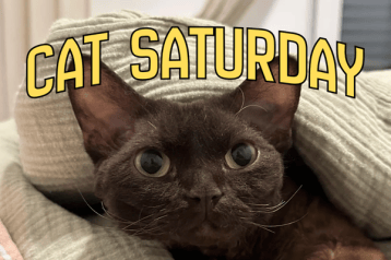 cat saturday (31)