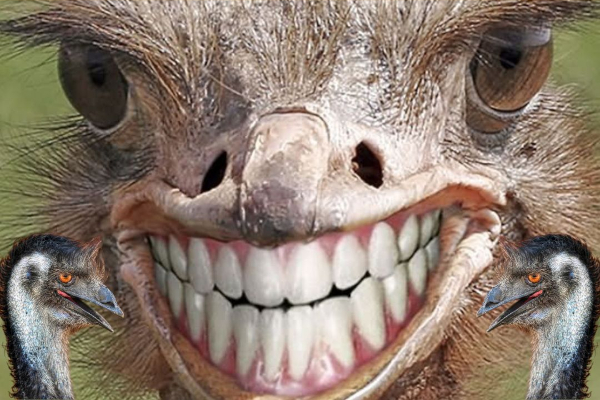 emu smile photo