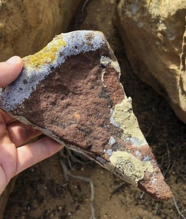 Forbidden Foods That Are Not What They Seem theCHIVE