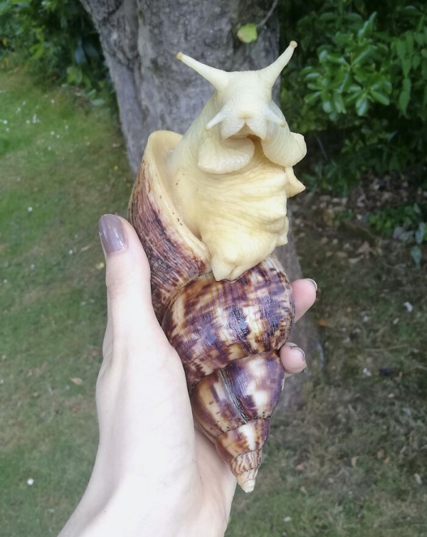 Forbidden Foods That Are Not What They Seem theCHIVE
