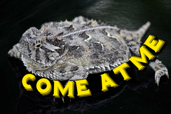 Unhinged Ways Animals Stay Alive in the Wild