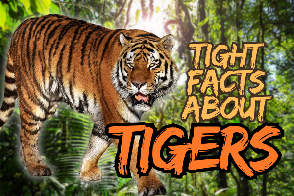 TIGERS ARE AWESOME